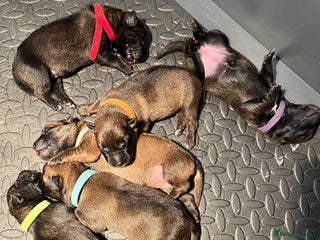 Belgian Shepherd Dog dogs Belgium malinos - Advert 1