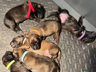 Belgian Shepherd Dog dogs Belgium malinos - Advert 8