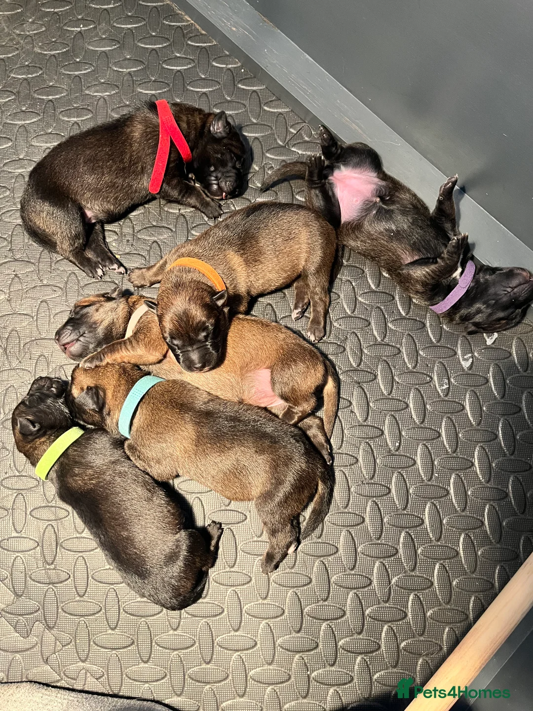 Belgian Shepherd Dog dogs for sale: Belgium malinos  - Advert 1