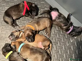 Belgian Shepherd Dog dogs Belgium malinos - Advert 21