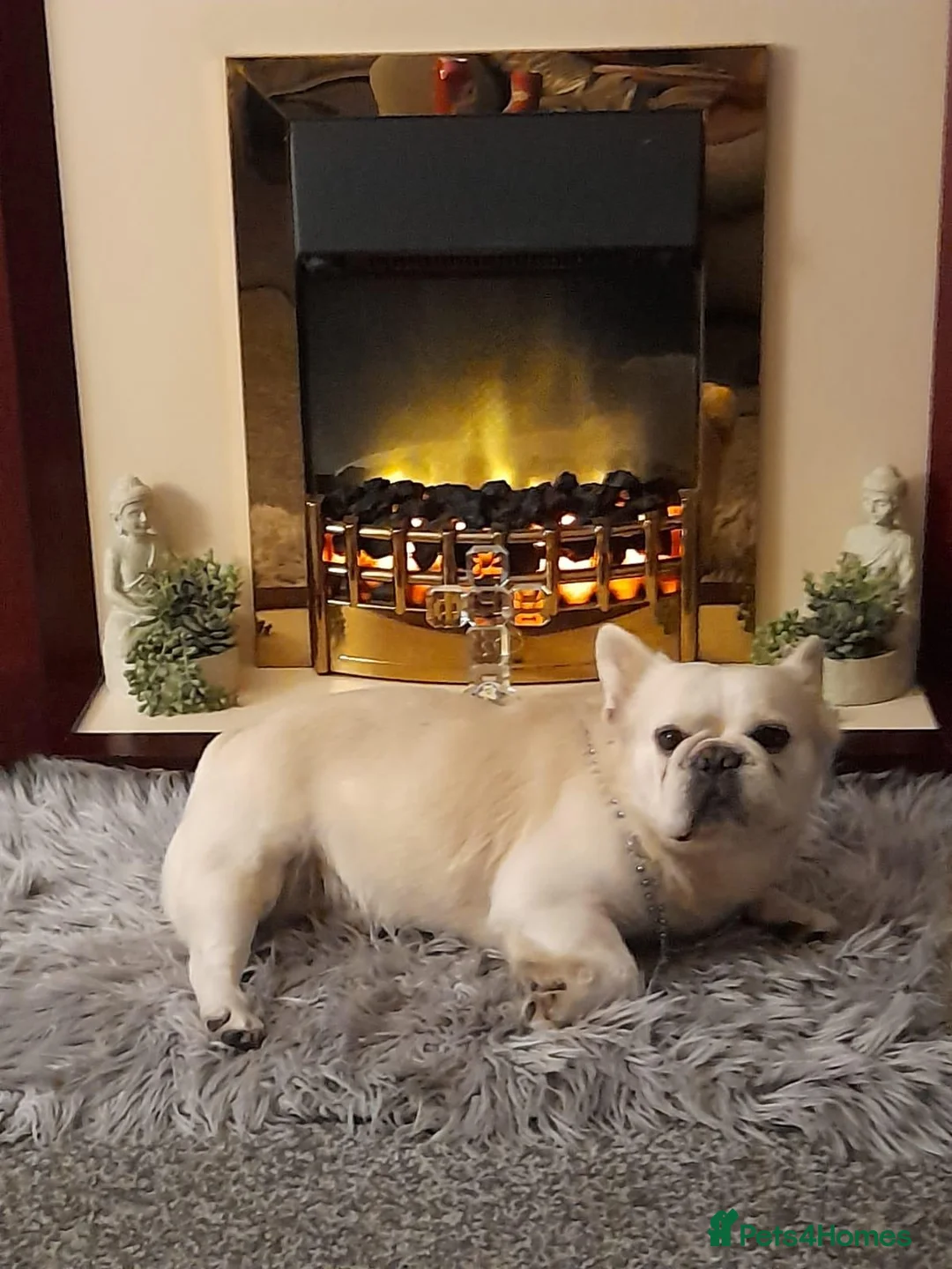 French Bulldog dogs for stud: Dog for stud - Advert 1