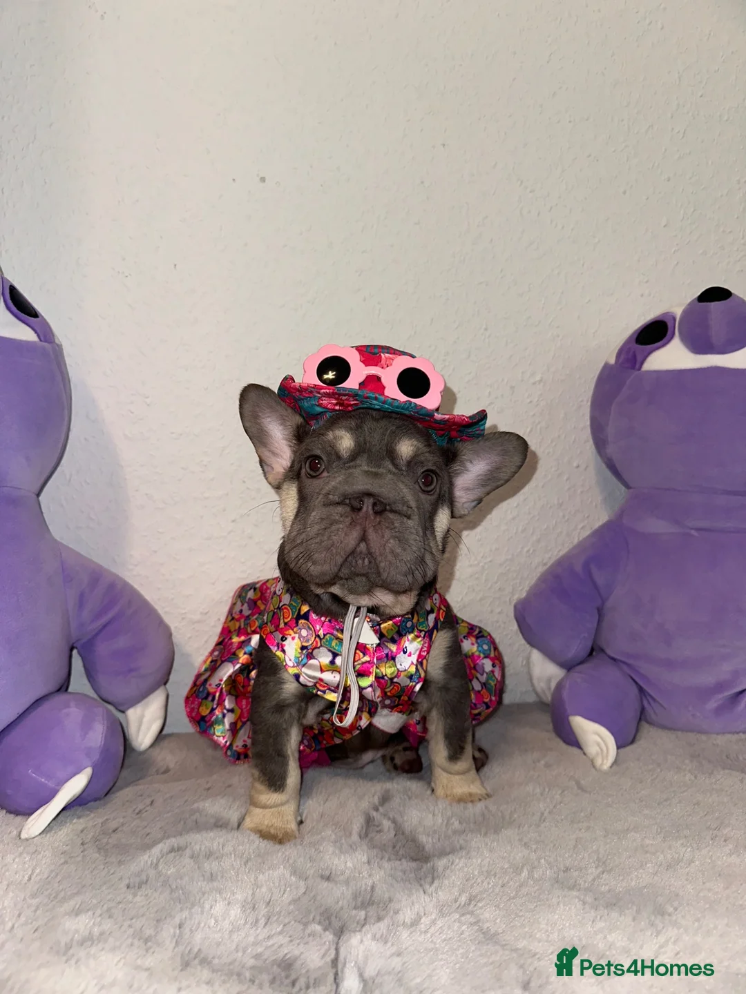 French Bulldog dogs for sale: French Bulldog Blue & Platinum Puppies  - Advert 1