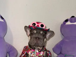 French Bulldog dogs French Bulldog Blue & Platinum Puppies - Advert 1