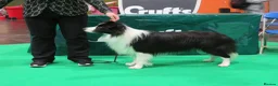 Border Collie dogs for stud: For stud. KC reg and proven.  in Brierley Hill - Advert 7