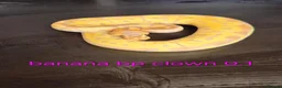 Python Snake reptiles for sale: Mixed juvinile royals - Advert 28