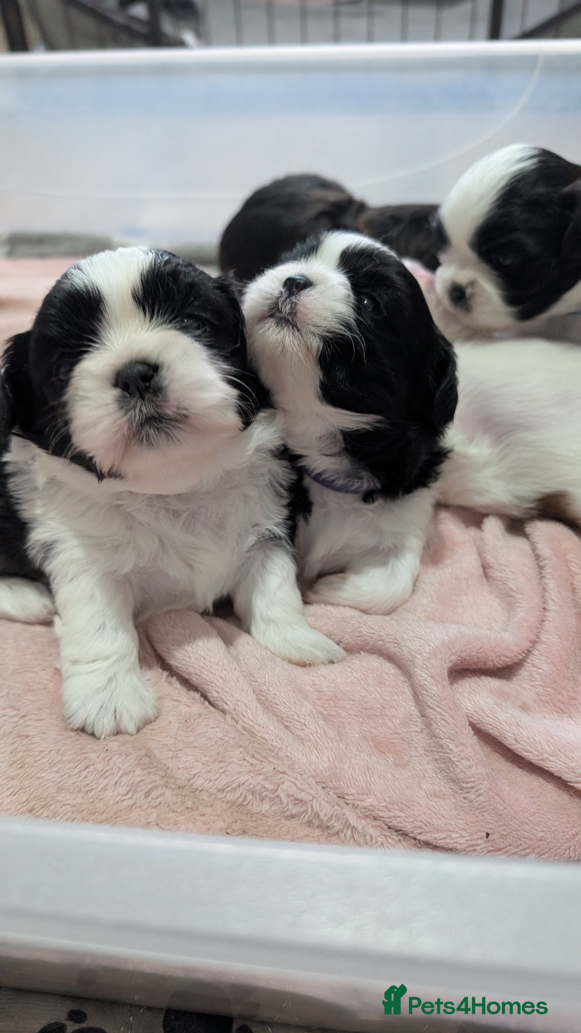 Shih Tzu dogs Only one girl KC reg Shih Tzu puppy available  - Advert 1