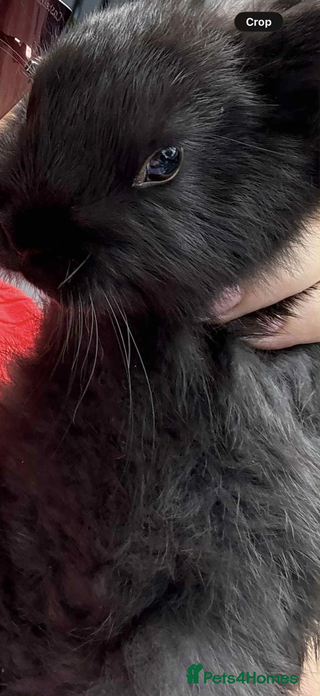 Mini Lop rabbits for sale: Gorgeous black male rabbit  - Advert 2