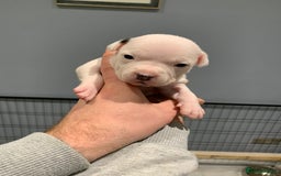 Staffordshire Bull Terrier dogs for sale: Staffordshire Bull terrier Puppies  - Image 11