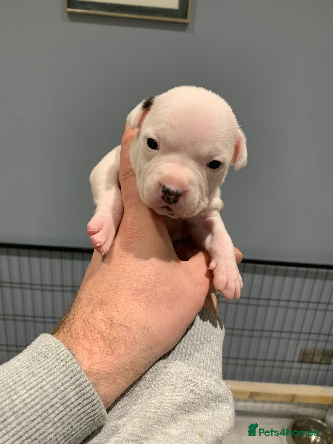 Staffordshire Bull Terrier dogs for sale: Staffordshire Bull terrier Puppies  - Image 11