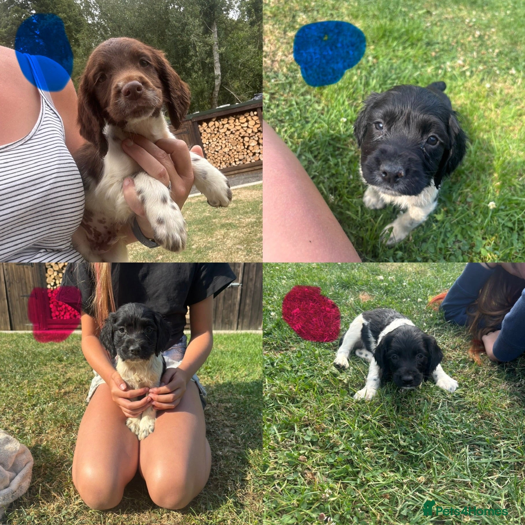 English Springer Spaniel dogs Ready for their new home Springer Spaniel Puppies  - Advert 1