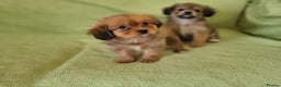Mixed Breed dogs for sale: Cavapom - Advert 3