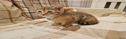 Mixed Breed cats for sale: Sweet female Tabby kitten - Advert 4