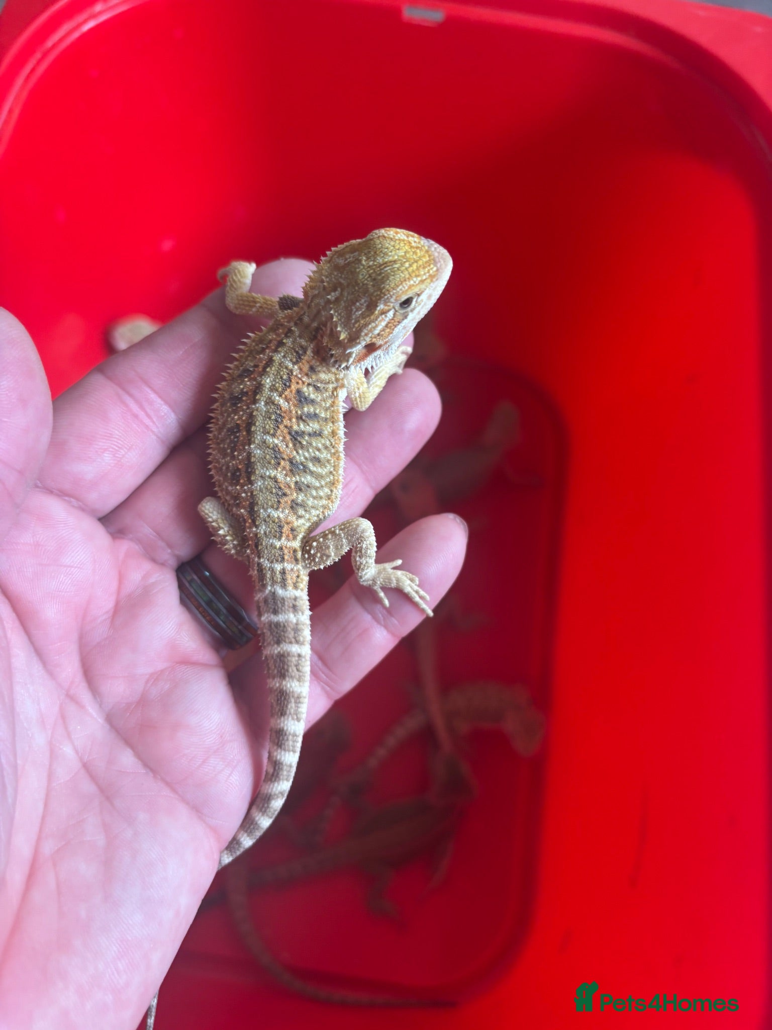 Bearded Dragon reptiles Spectacular baby dragons ready now  - Advert 1