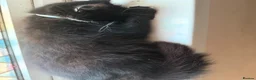 Mixed Breed cats for sale: Beautiful 9 week old kittens  - Advert 12