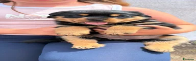 Rottweiler 3