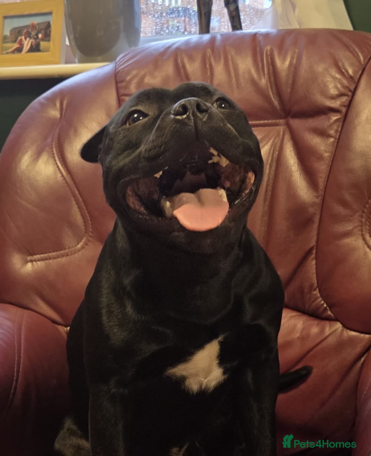 Staffordshire Bull Terrier dogs Black/Brindle and White Show quality Boy for Stud - Advert 13