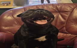 Staffordshire Bull Terrier dogs for stud: Black/Brindle and White Show quality Boy for Stud - Image 1