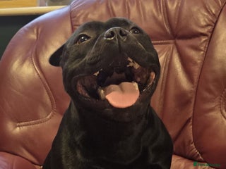 Staffordshire Bull Terrier dogs - Advert 19