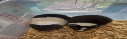 Guinea Pig rodents for sale: A pair of baby Teddy boys  - Advert 2