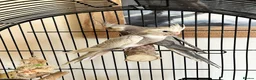 Cockatiels birds for sale: Young Cockatiels - Advert 1