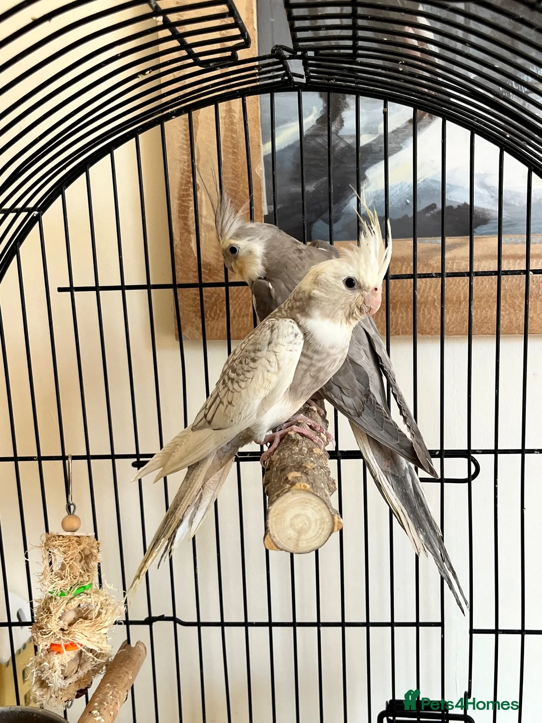 Cockatiels birds for sale: Young Cockatiels - Advert 1