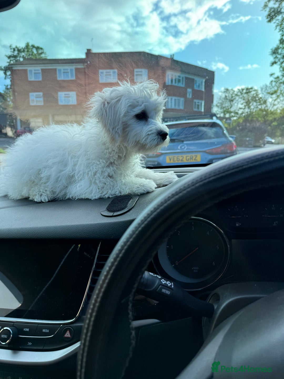 Maltese dogs for sale: Maltese puppies  - Image 28