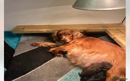 Cocker Spaniel dogs for sale: cocker spaniel puppies - Image 16