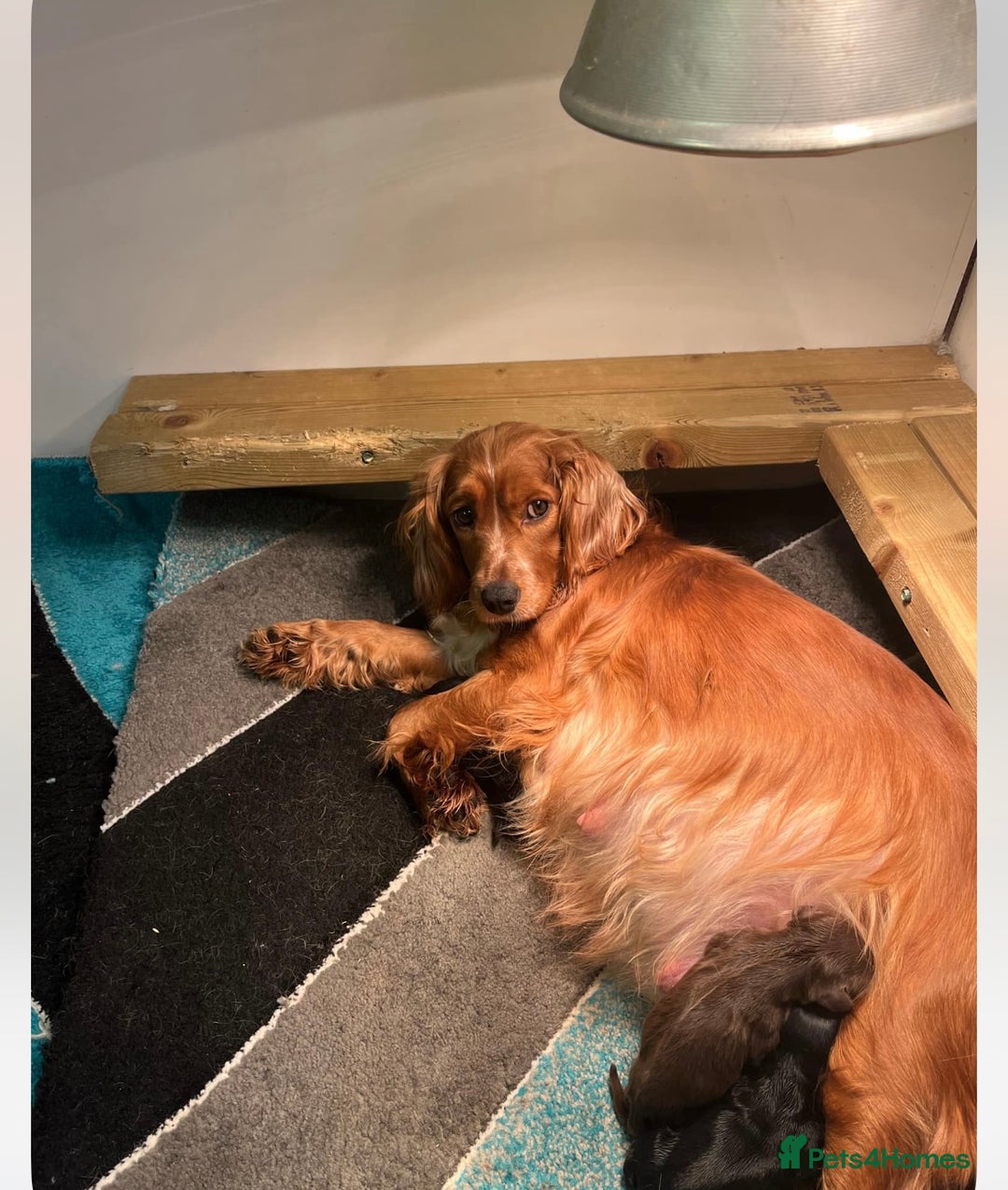 Cocker Spaniel dogs for sale: cocker spaniel puppies - Image 16