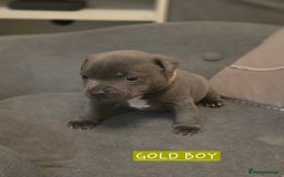 Staffordshire Bull Terrier dogs for sale: LAST 2 BLUE REGIMENT GIRLS  - Image 8