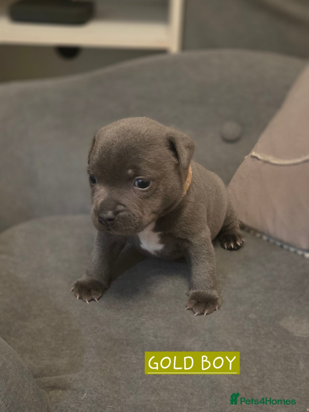 Staffordshire Bull Terrier dogs for sale: LAST 2 BLUE REGIMENT GIRLS  - Image 8