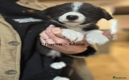 Border Collie dogs for sale: Pure Bred Border Collie Puppies For Sale - Image 21