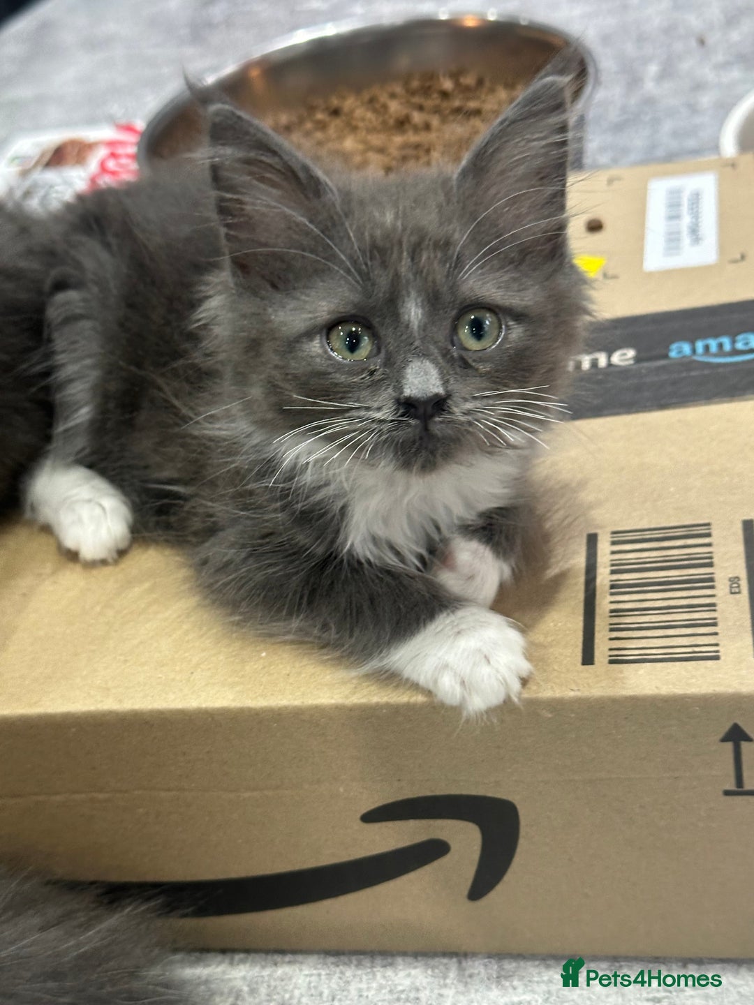 Maine Coon cats for sale: Mainecoon  - Advert 9