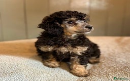 Toy Poodle dogs for sale: Our gorgeous and rare coloured toy poodles - Image 8