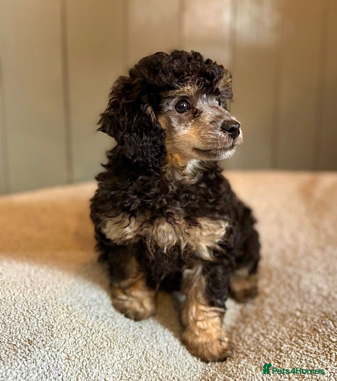 Toy Poodle dogs for sale: Our gorgeous and rare coloured toy poodles - Image 8