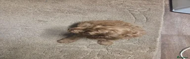 Cavapoo 2