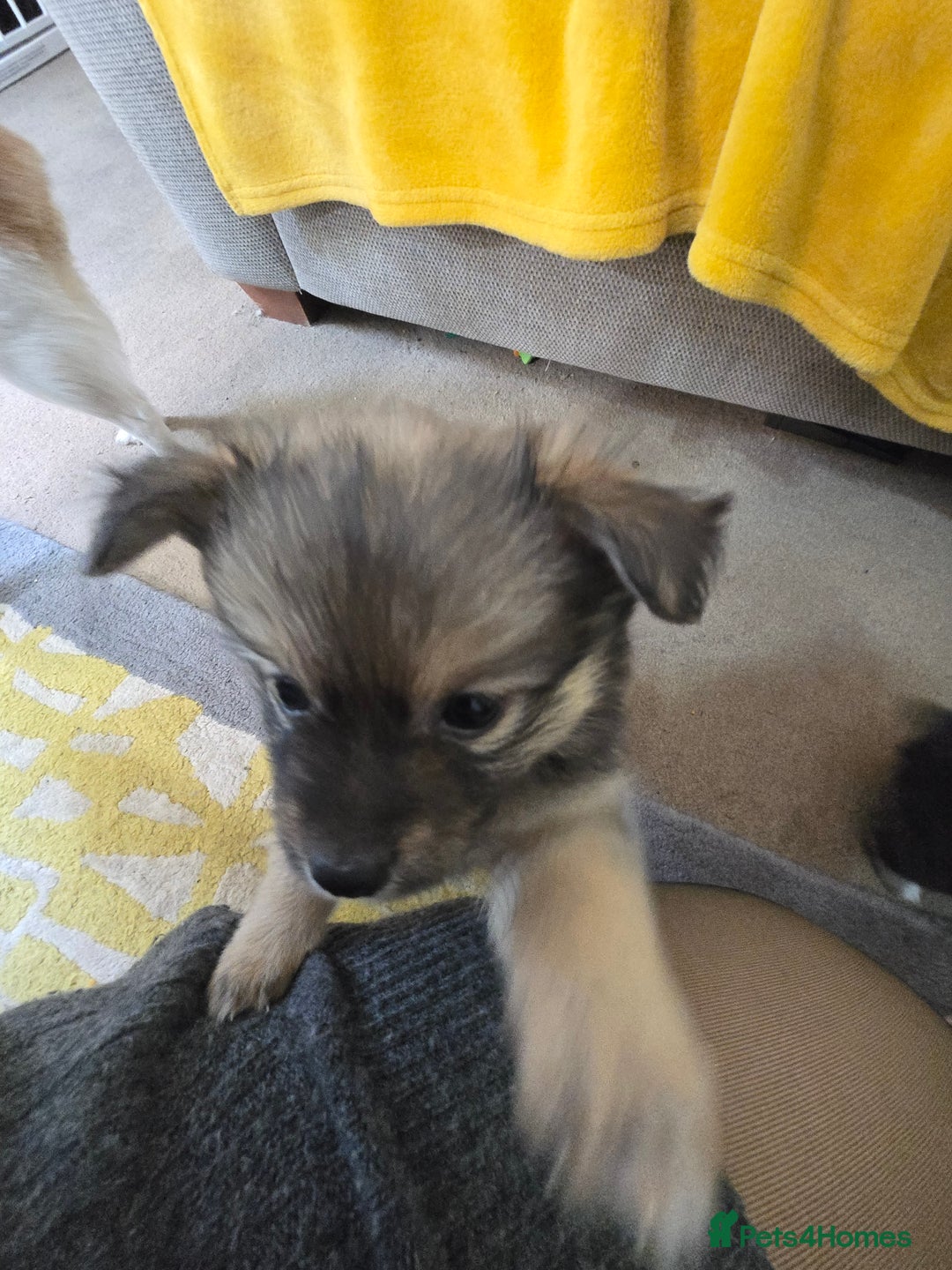 Pomchi dogs for sale: 🐶 Adorable Pomchi Puppies Available! 🐶 - Advert 9