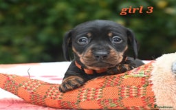 Miniature Dachshund dogs for sale: Beautiful KC black and tan smooth girls - Advert 7