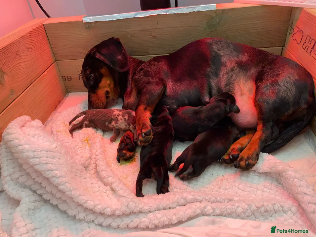 Miniature Dachshund dogs for sale: Miniature Dachshund  - Advert 3