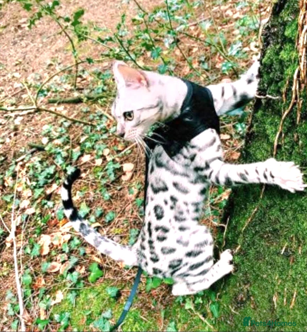 Bengal cats for sale: Bengal Kittens Tica Registered  - Image 23