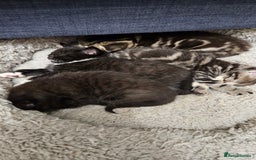 Mixed Breed cats for sale: Kittens 😸  - Advert 3