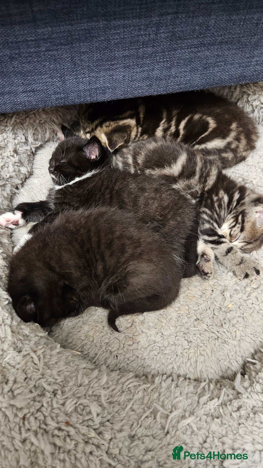 Mixed Breed cats for sale: Kittens 😸  - Advert 3