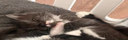 Mixed Breed cats for sale: Beautiful Mixed-Breed Kittens - Ready early July - Advert 17