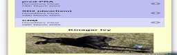 Labrador Retriever dogs for sale: Beautiful Black working Labs - Advert 10