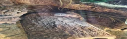 Leopard Gecko reptiles for sale: 2 Female Leopard Geckos & Full Set Up in Braintree - Advert 4