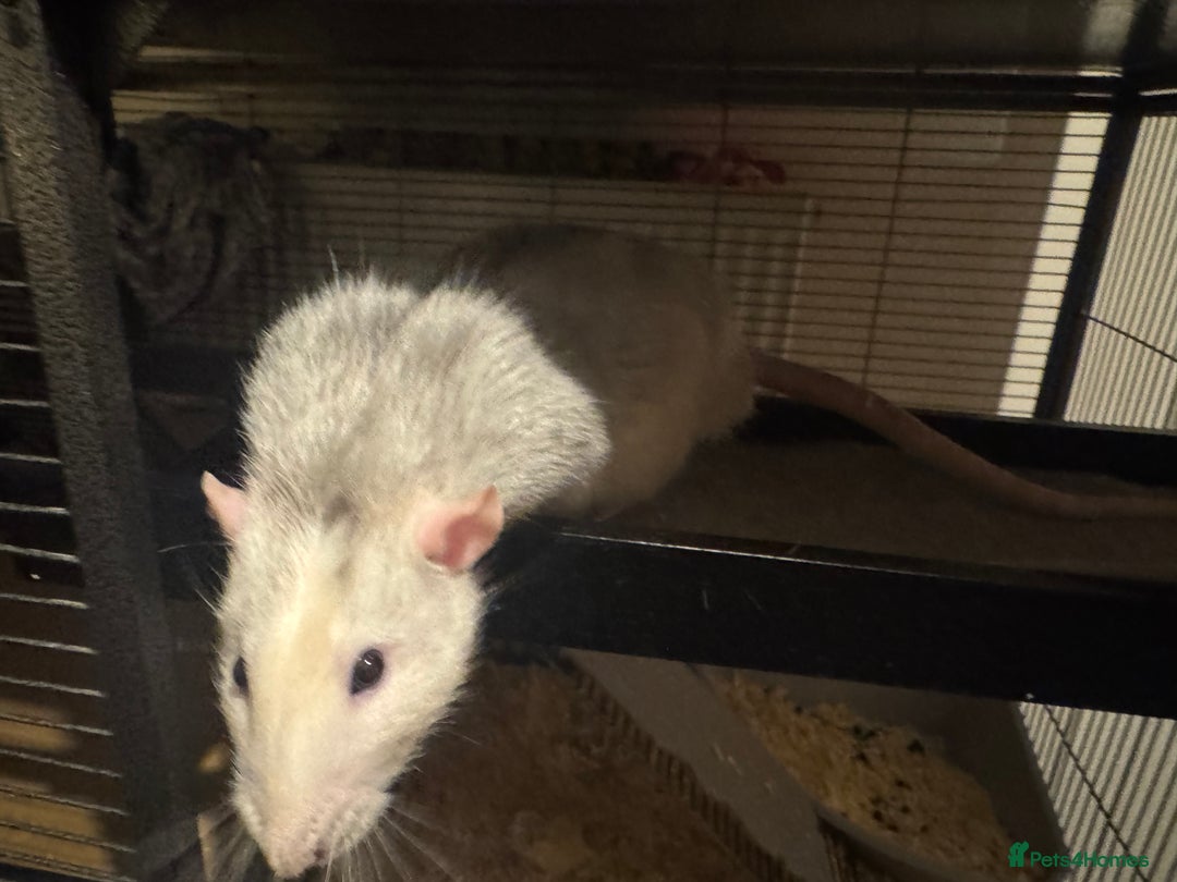 Rat rodents for sale: 3 male rats  - Advert 2