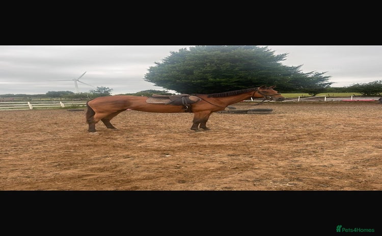 Irish Thoroughbred horses in Bargoed - Advert 3