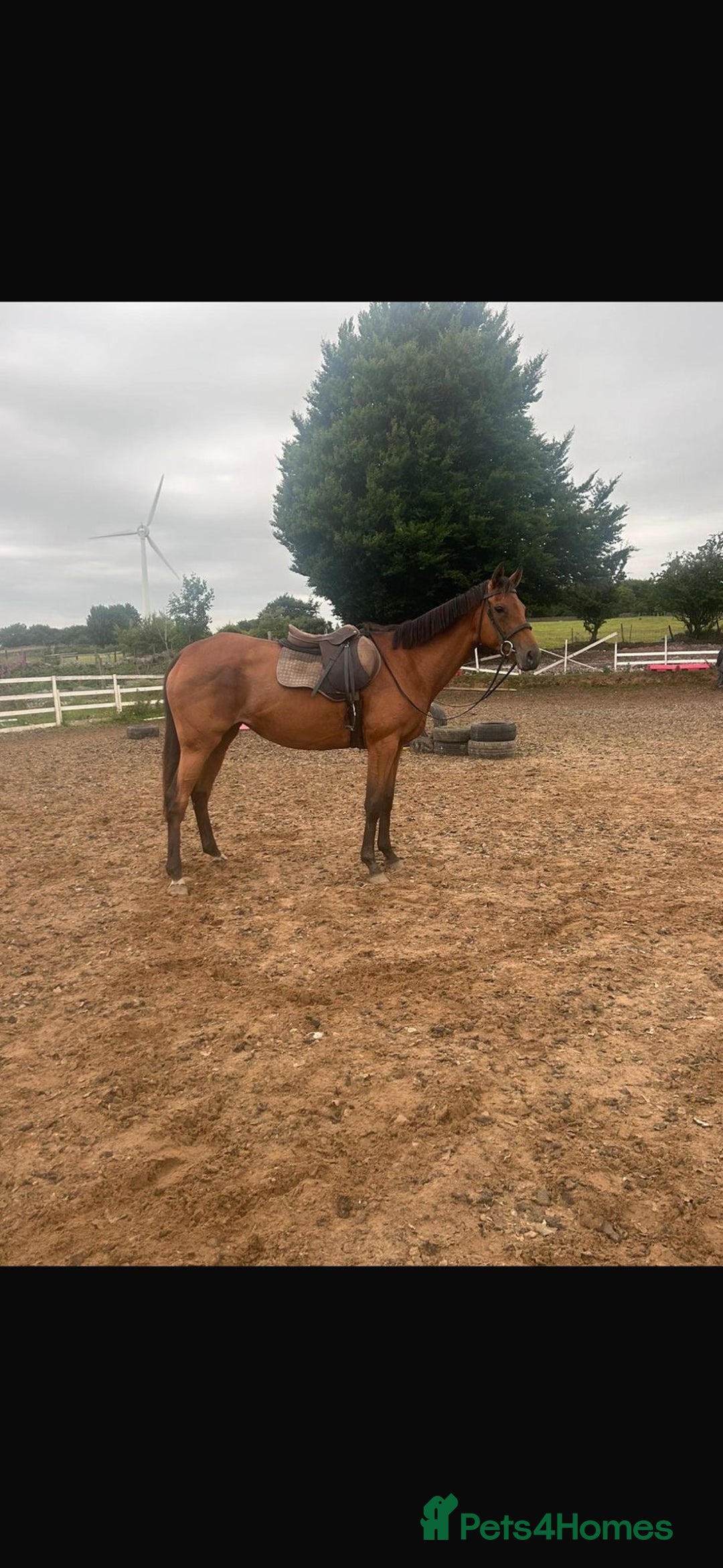 Irish Thoroughbred horses for sale: 9 yr old allrounder, 16.1, Irish mare in Bargoed - Image 1