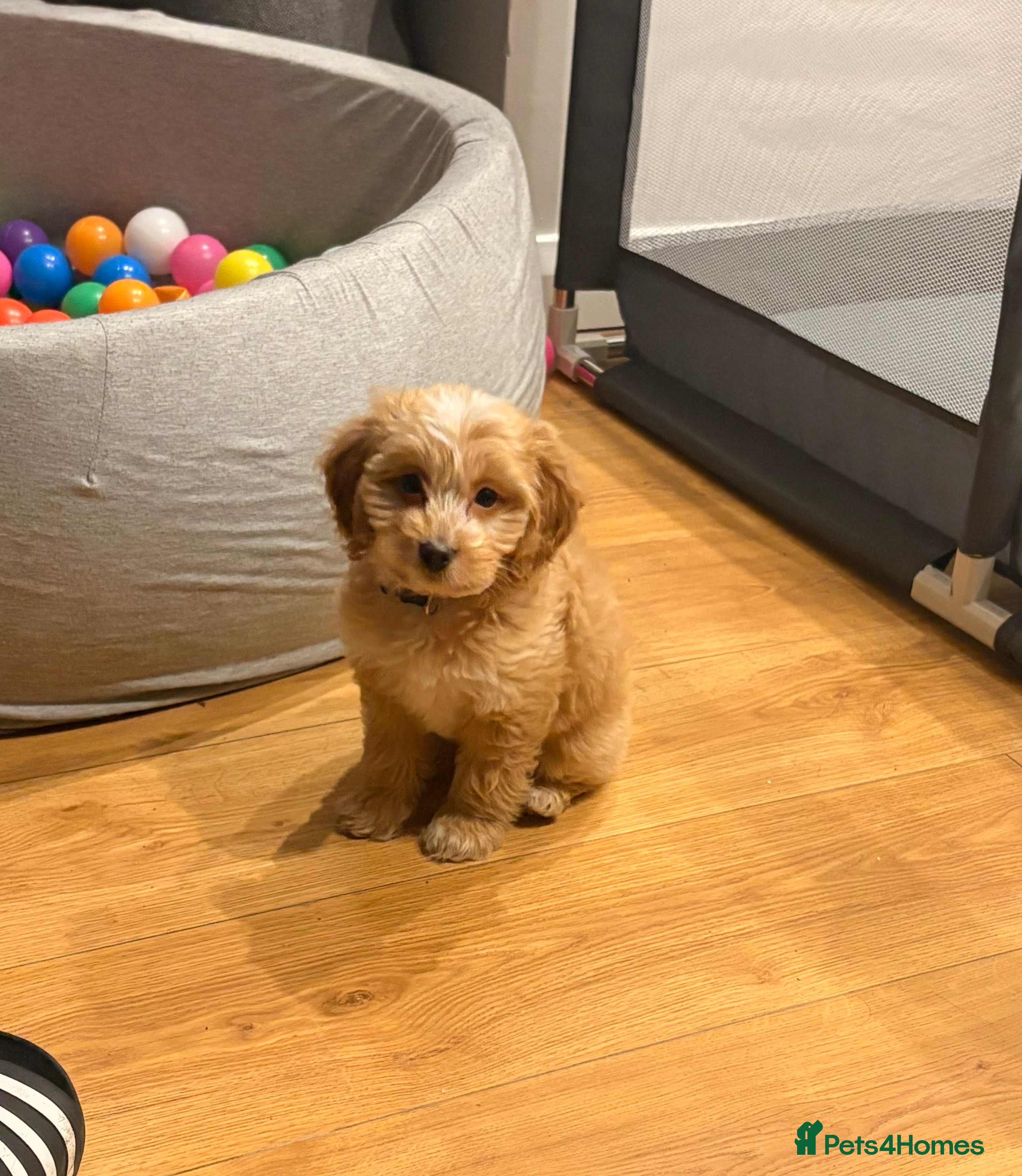 Cockapoo dogs Butter a little golden cockapoo - Advert 2