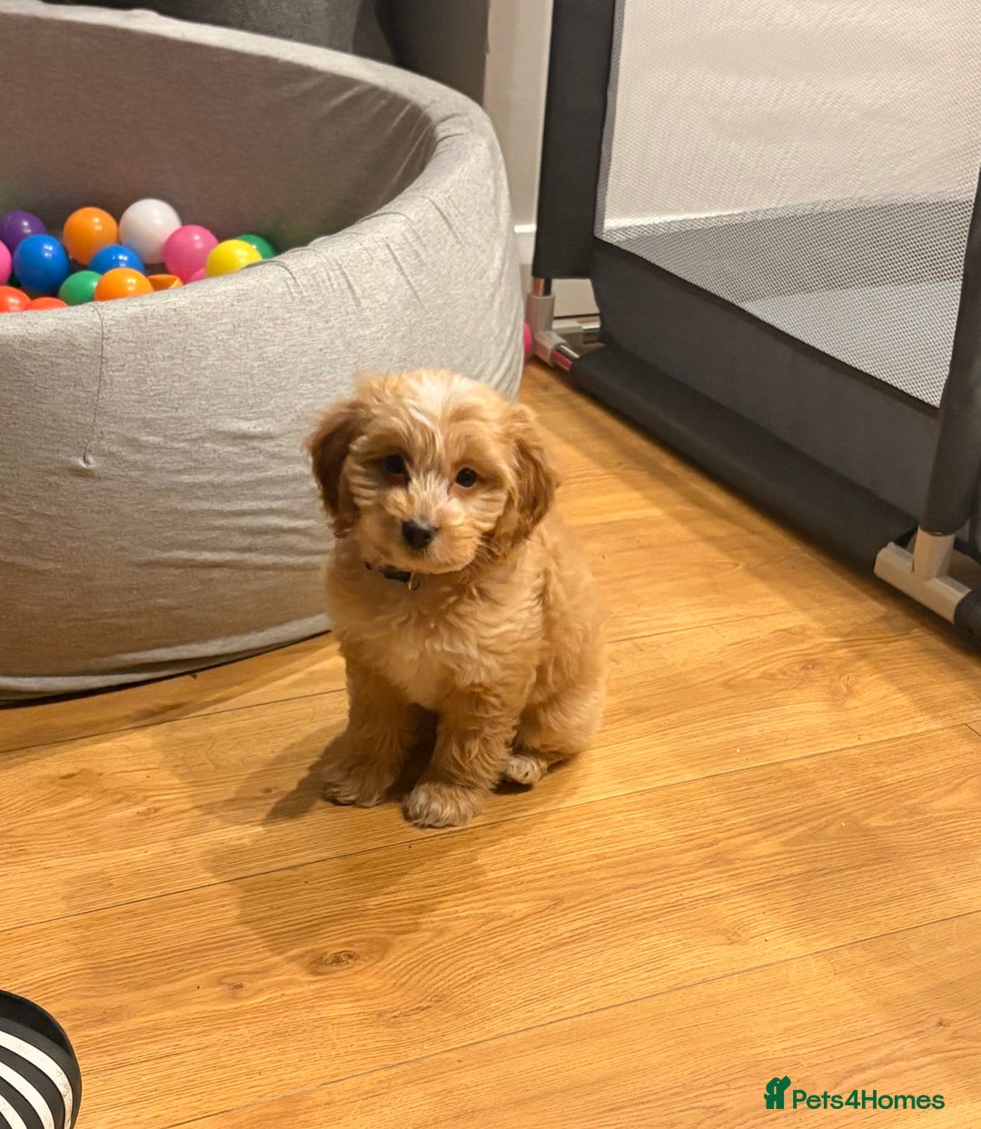 Cockapoo dogs for sale: Butter a little golden cockapoo - Advert 1