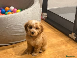 Cockapoo dogs Butter a little golden cockapoo - Advert 14